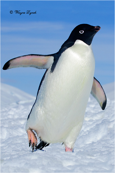 Adelie Penguin by Dr. Wayne Lynch &copy;